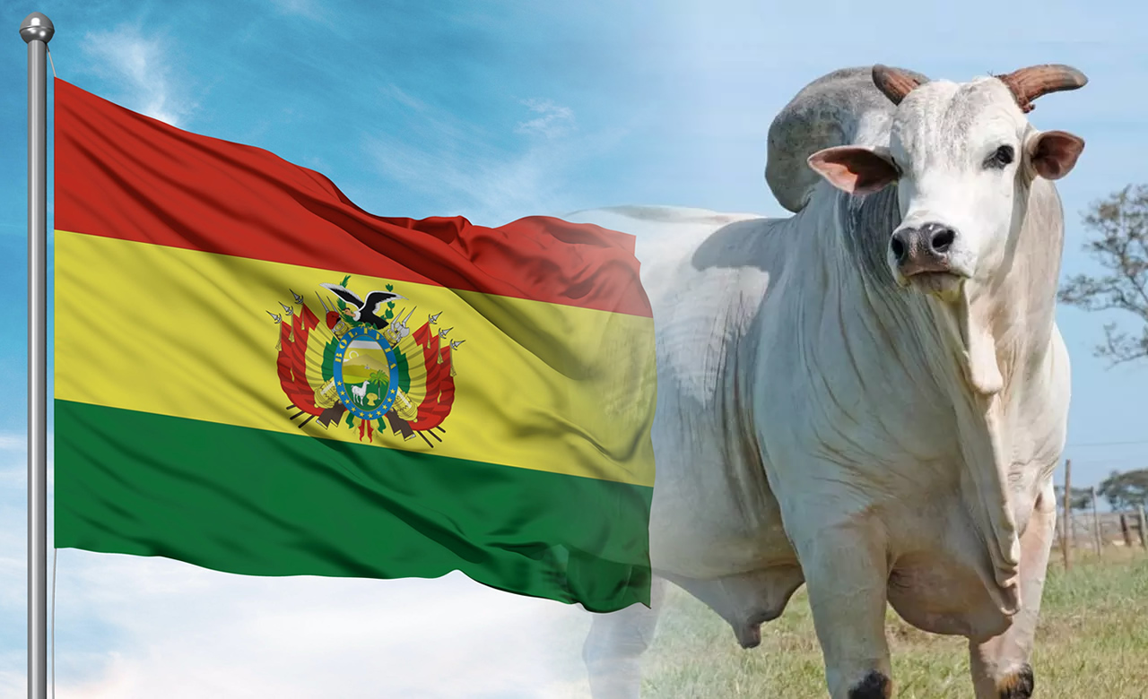 ANCP será responsável pela avaliação genética do gado na Bolívia
