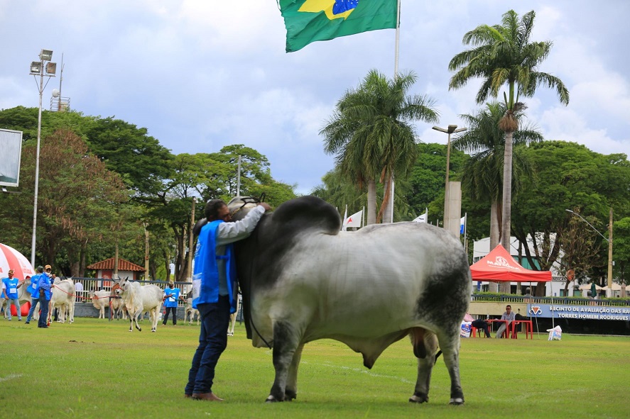 Apresentador emociona na conquista de campeonato na Expobrahman 2021