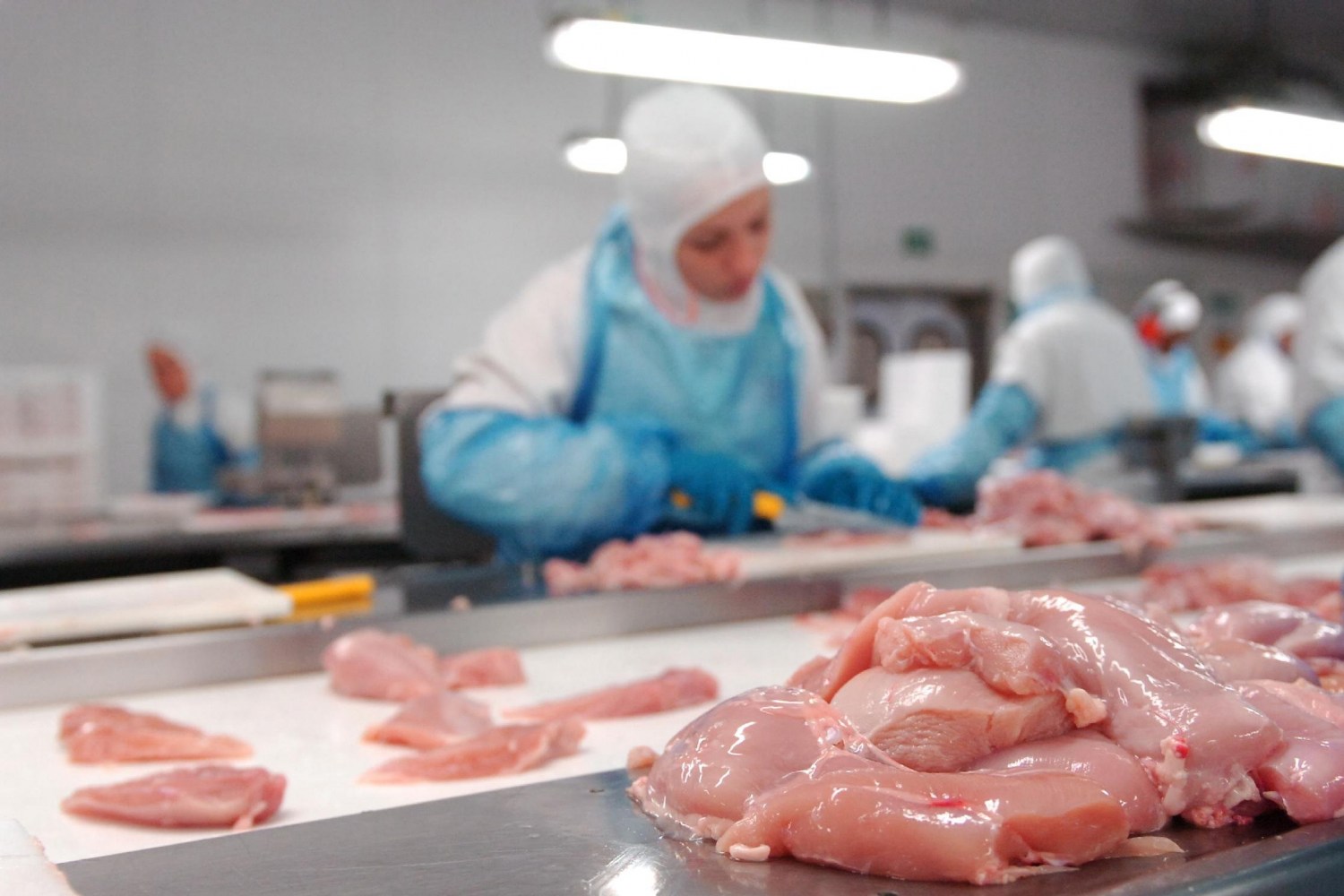 Brasil exporta carne de cavalo