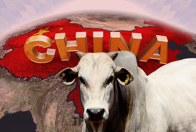 China pecuária