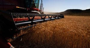 Colheita de trigo - colheitadeira