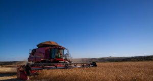 Colheita de trigo - colheitadeira