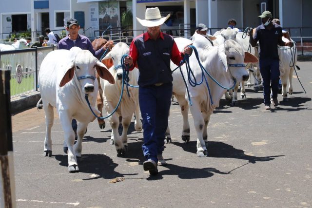 Expobrahman 2021 Expobrahman 2021