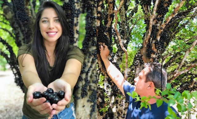 Fazenda Jabuticabal