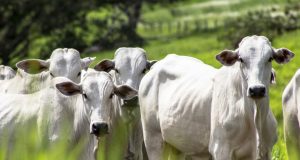 garrotes a pasto com capim alto