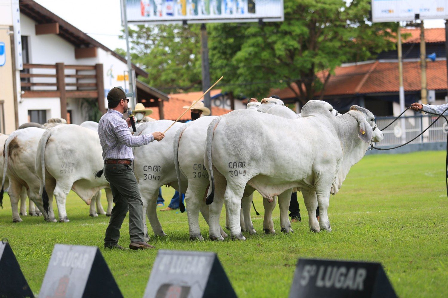 Julgamento de pista na ExpoBrahman 2021