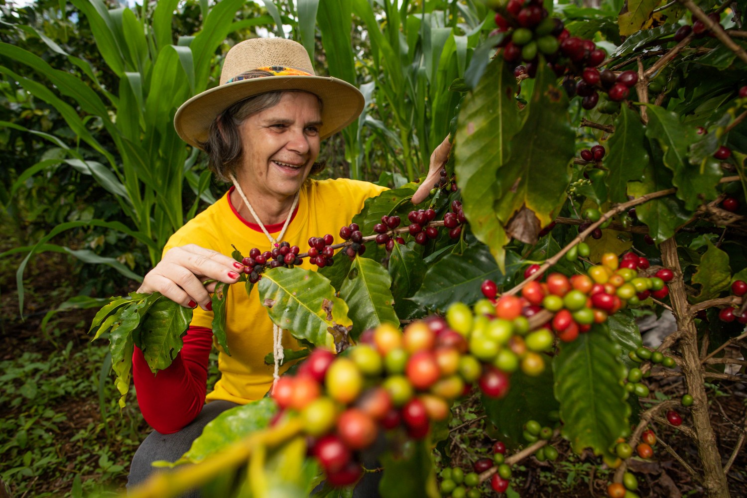 Mulher do campo. Produtora rural. Café gourmet. Colheita de café manual