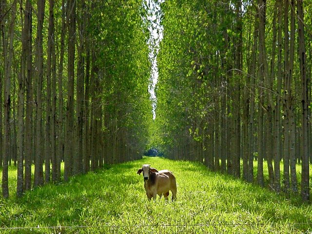 pecuariasustentavel