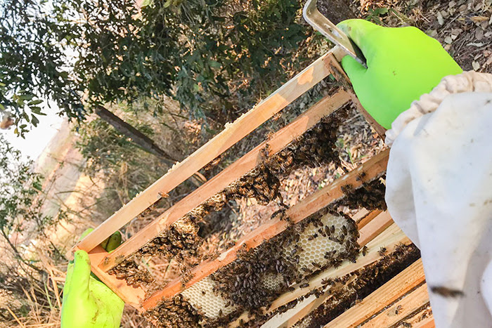 Pesquisa é realizada com as abelhas rainhas africanizadas (Apis melífera) (Foto: Cedida)