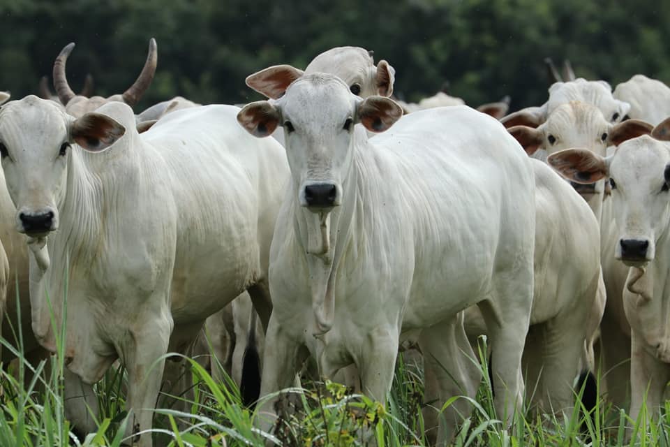 Progênie do Touro Mutreco FVC em Tocantins. Animais criados exclusivamente à pasto