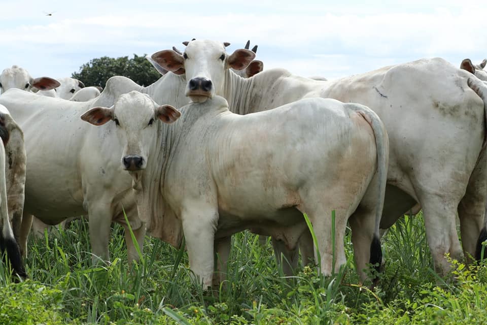 Progênie do Touro Mutreco FVC em Tocantins. Animais criados exclusivamente à pasto