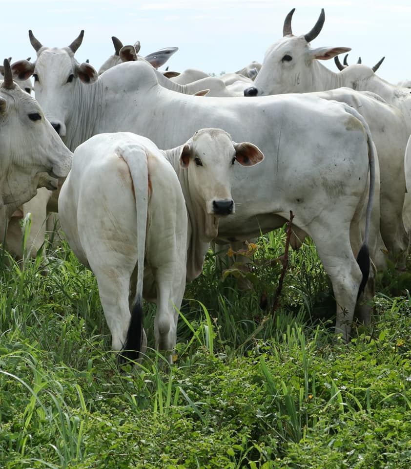 Progênie do Touro Mutreco FVC em Tocantins. Animais criados exclusivamente à pasto