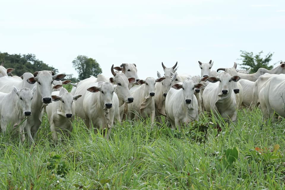 Progênie do Touro Mutreco FVC em Tocantins. Animais criados exclusivamente à pasto