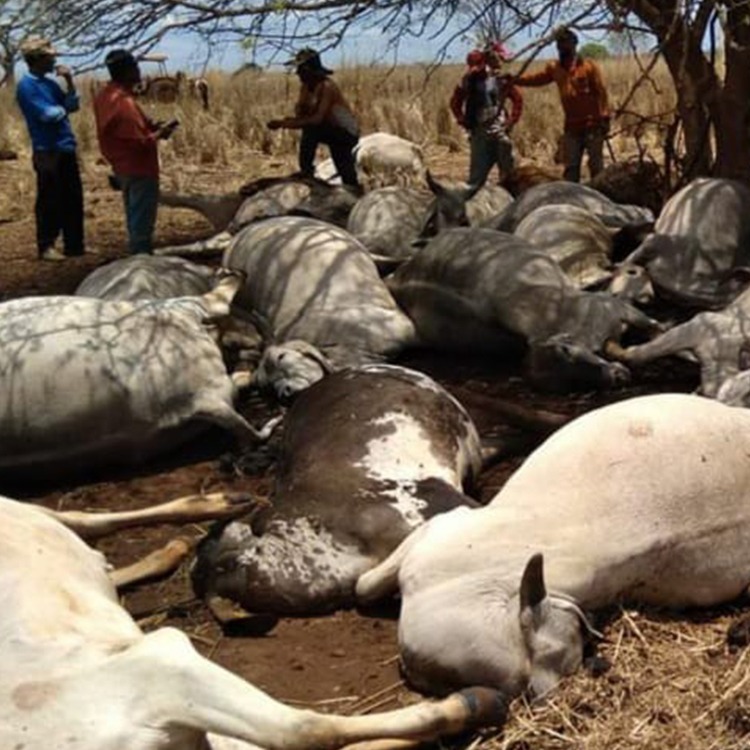 Raio causa prejuízo de R$ 300 mil a pecuarista em Minas Gerais 2