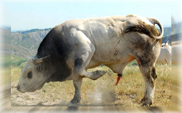 Romagnola Cattle