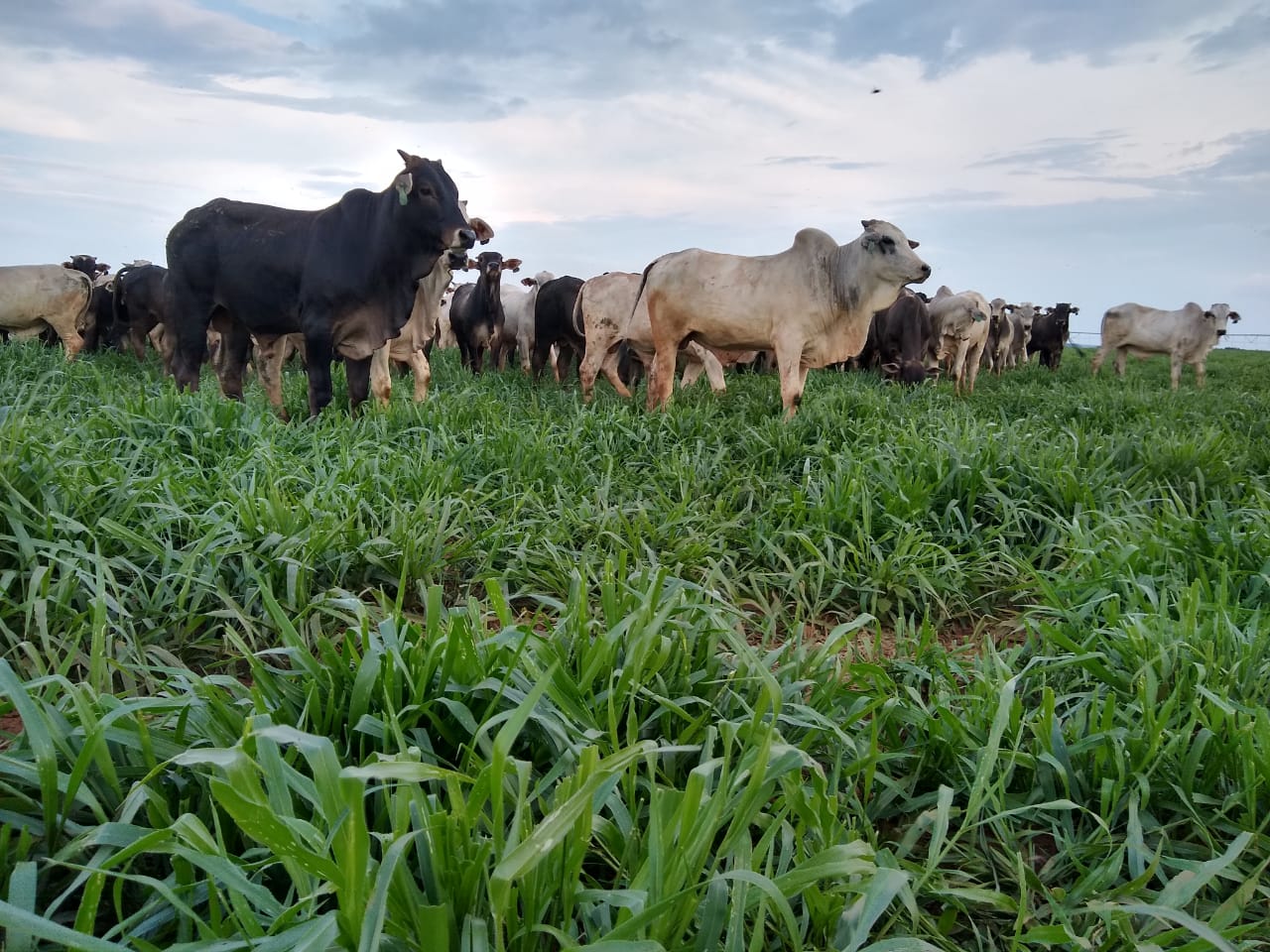 Segundo o estudo da COMIGO do anuário 2020:2021, o Mulato II é o cultivar de Brachiaria mais indicado para o sistema ILP