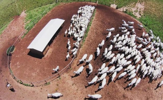 Sistema-Creep-Confinatto-Fazenda-3R