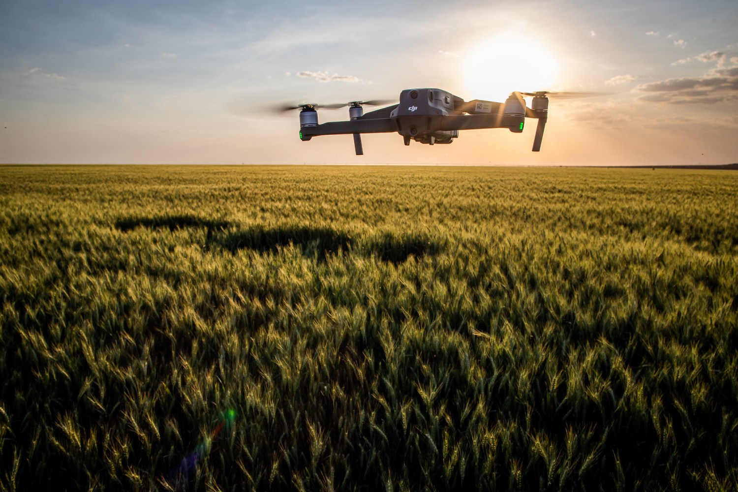 Tecnologia no campo. Drone em plantação de trigo