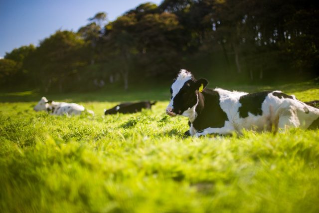 vacas