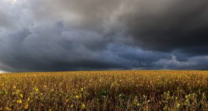 la niña