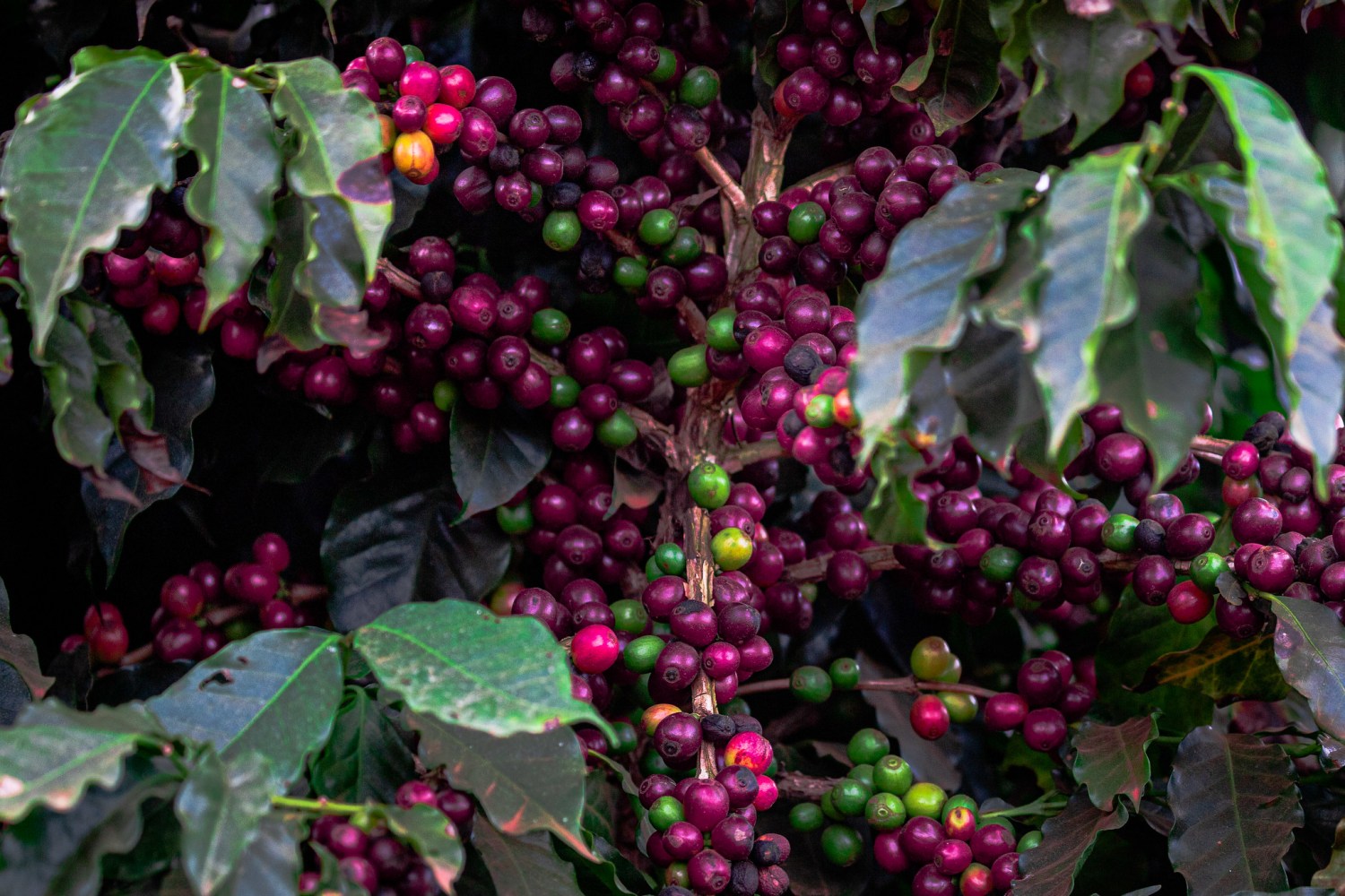 lavoura de café carregado - cafezal - cafe em minas gerais - cafe cereja