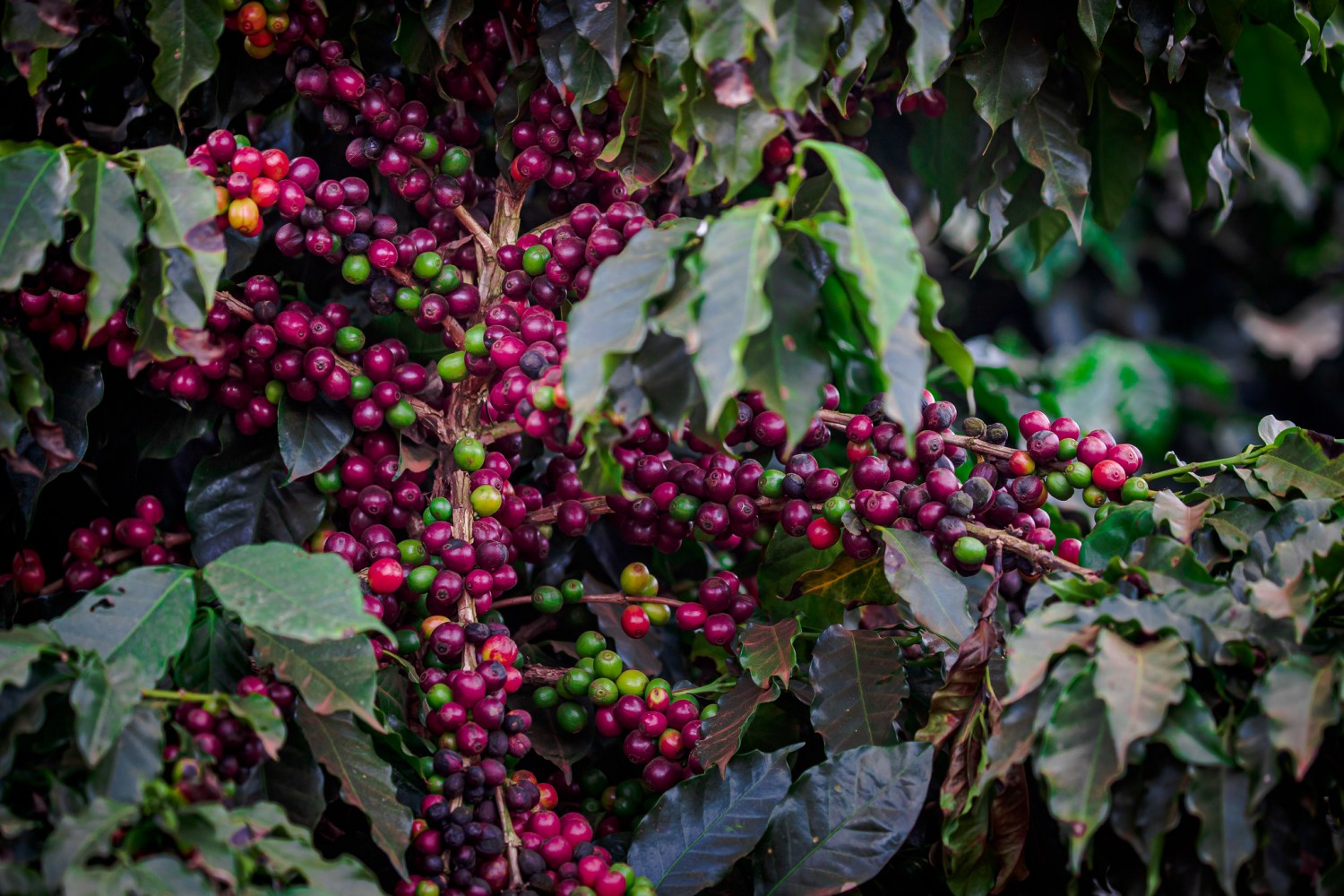 lavoura de café carregado - cafezal - cafe em minas gerais - cafe cereja