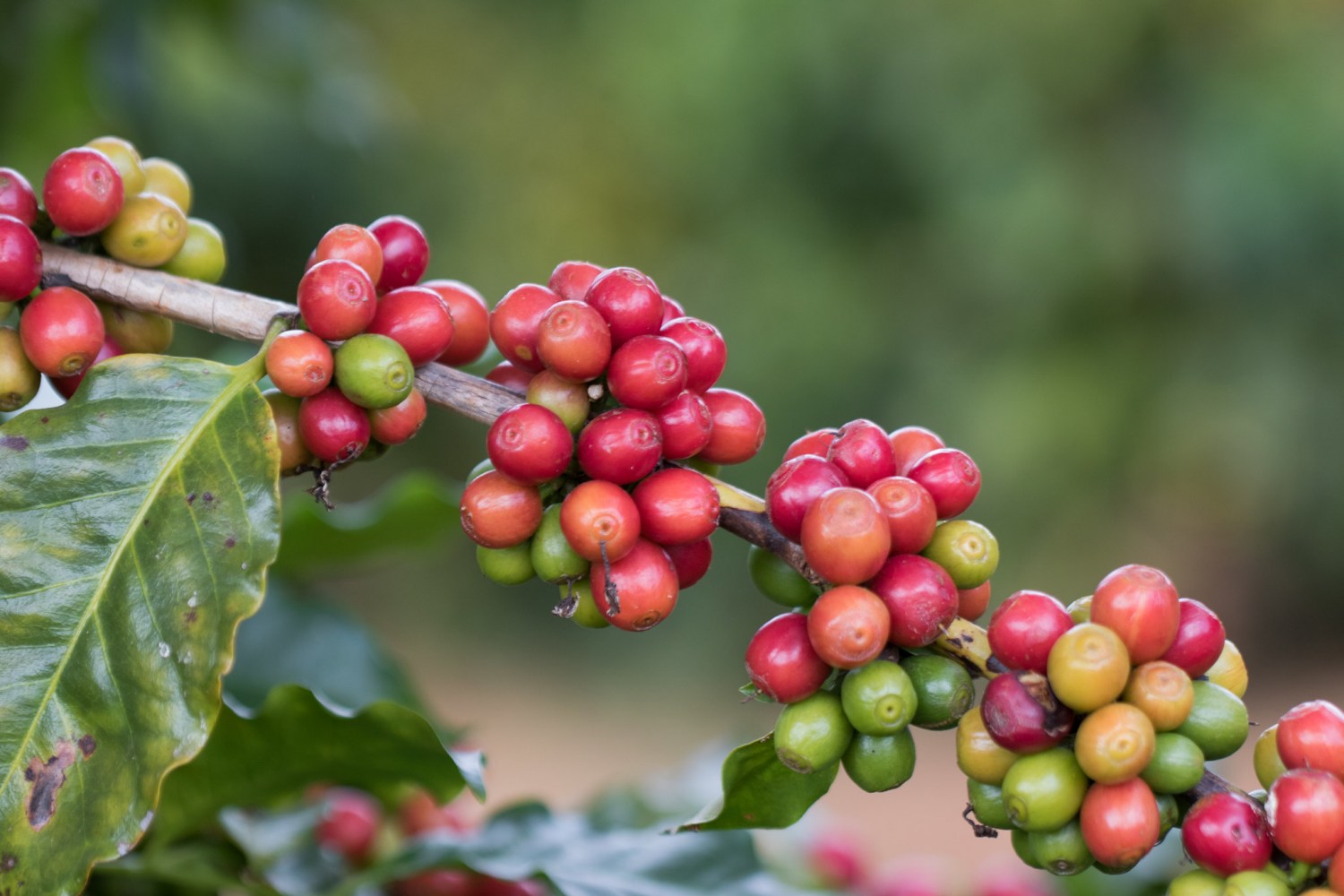 lavoura de café carregado - cafezal - cafe em minas gerais - cafe cereja