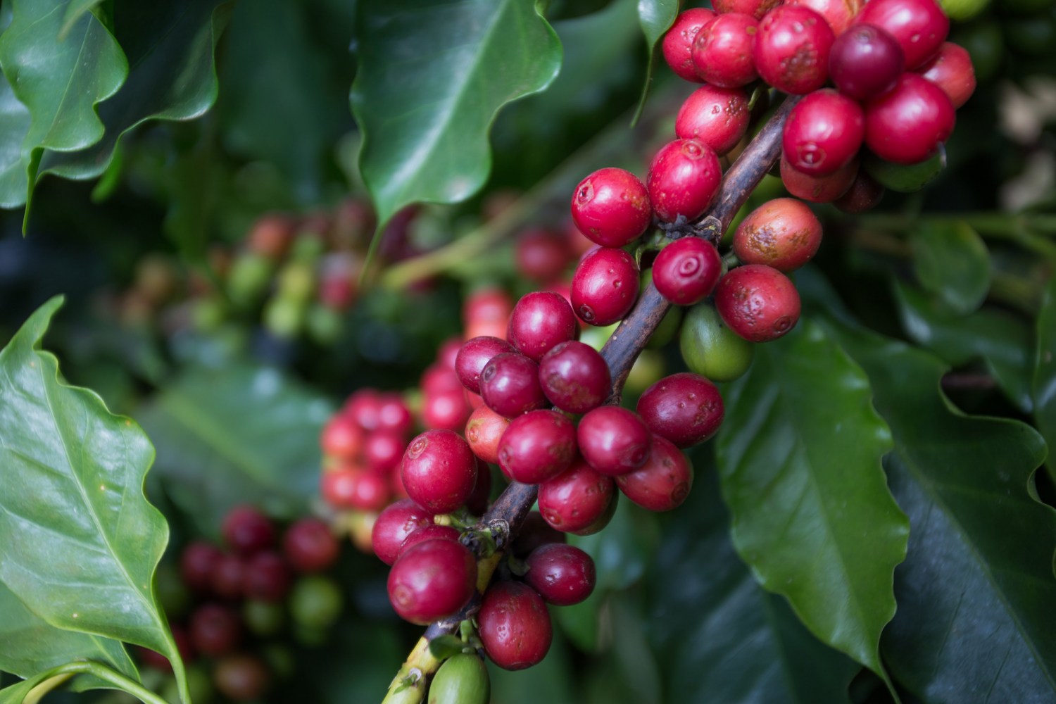 lavoura de café carregado - cafezal - cafe em minas gerais - cafe cereja