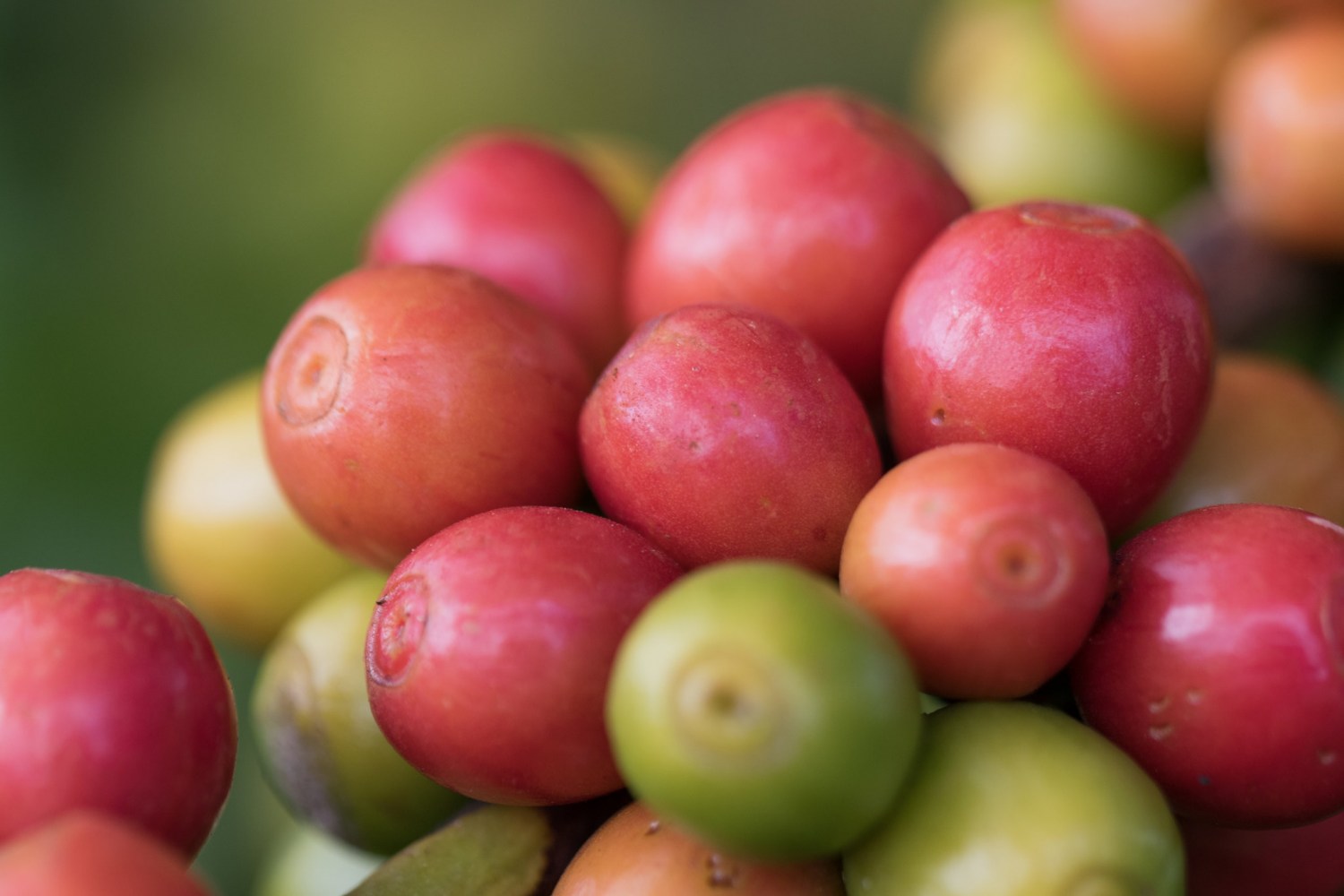 lavoura de café carregado - cafezal - cafe em minas gerais - cafe cereja