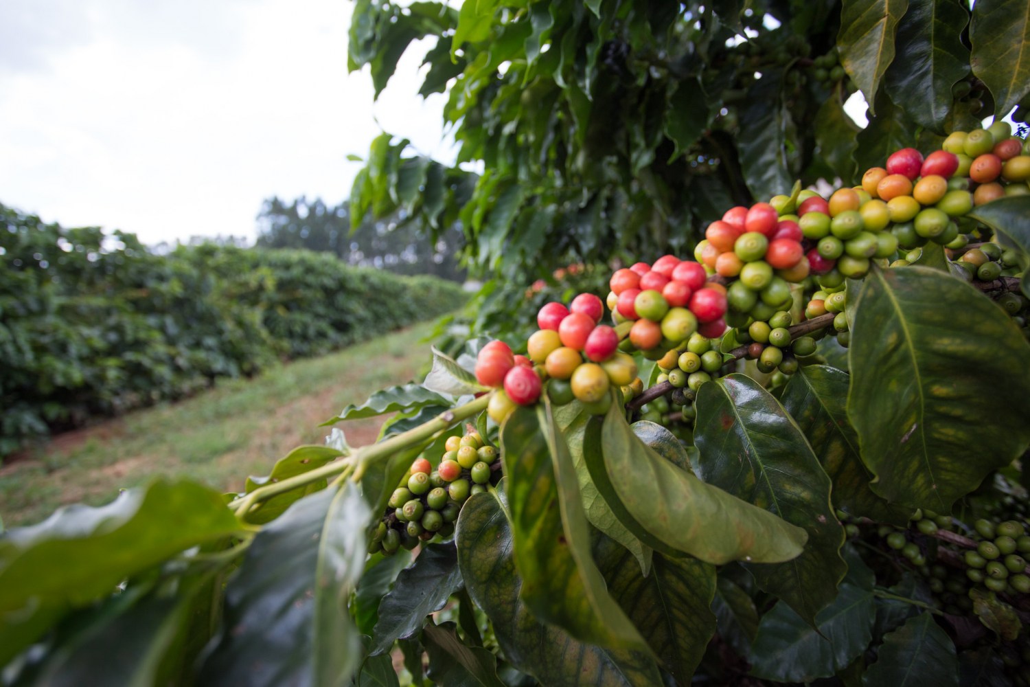 lavoura de café carregado - cafezal - cafe em minas gerais - cafe cereja