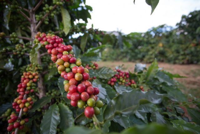 lavoura de café carregado - cafezal - cafe em minas gerais - cafe cereja