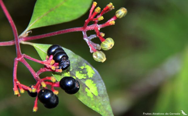 palicourea-marcgravii palicourea-marcgravii