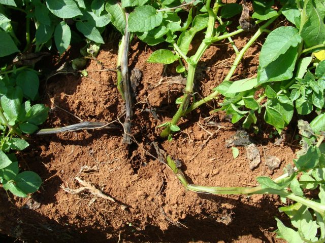 podridao+mole+rama_000gw6fk96502wx7ha0myh2loeu6vagz podridao+mole+rama_000gw6fk96502wx7ha0myh2loeu6vagz