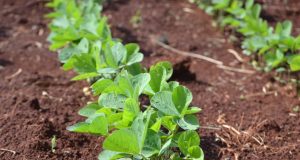 Harvest Agro nasce com foco em novas tecnologias para aplicação e nutrição das plantas e projeta faturamento superior a R$ 25 milhões este ano no País