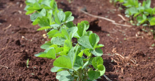 Harvest Agro nasce com foco em novas tecnologias para aplicação e nutrição das plantas e projeta faturamento superior a R$ 25 milhões este ano no País