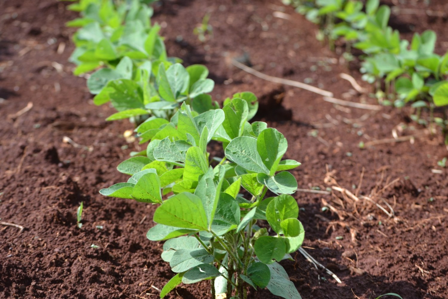 Harvest Agro nasce com foco em novas tecnologias para aplicação e nutrição das plantas e projeta faturamento superior a R$ 25 milhões este ano no País