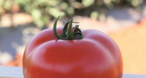 tomate-garra
