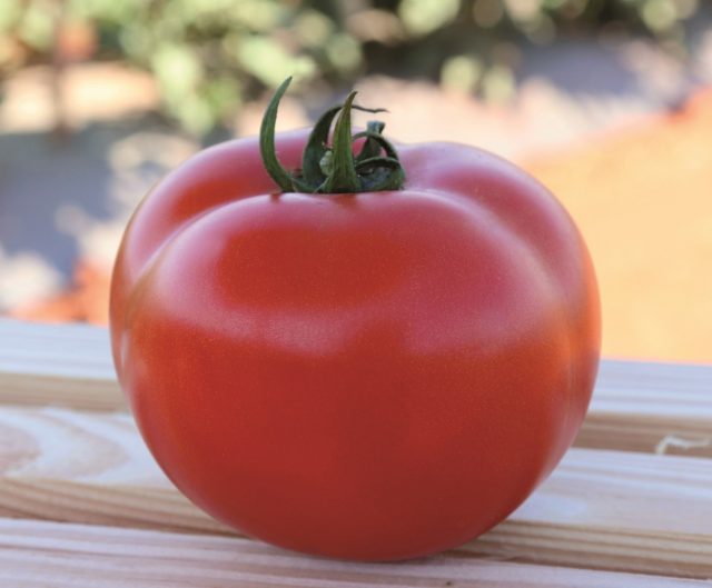 tomate-garra tomate-garra