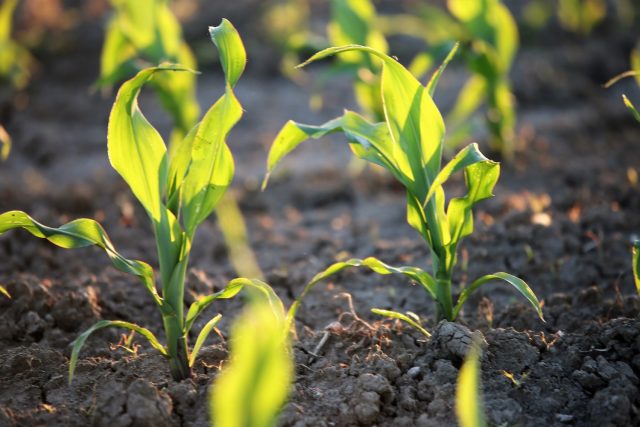 young-corn-6312239_1920