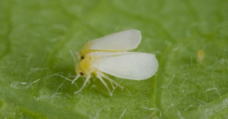 Mosca Branca