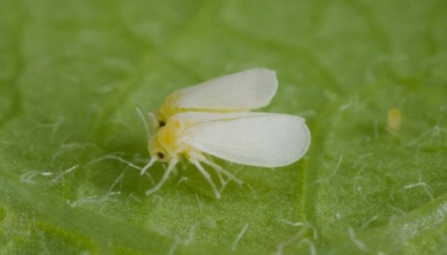 Mosca Branca Mosca Branca