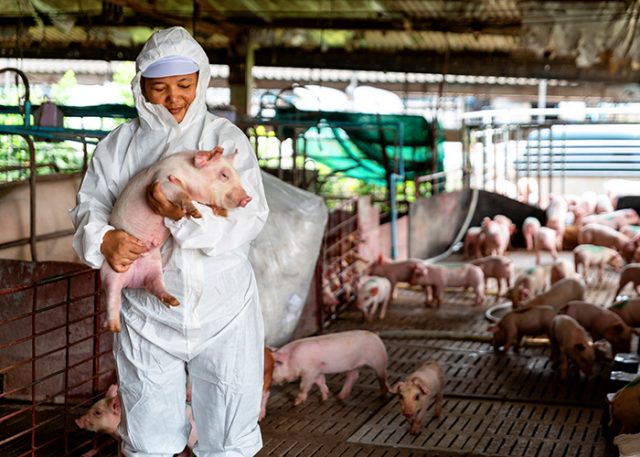 PIG FARM, WORKING IN PIG FARM, Veterinarian Doctor Examining Pigs at a Pig Farm