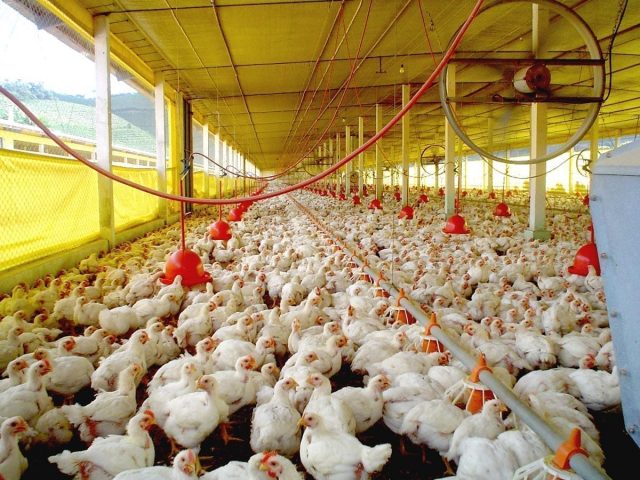 avicultura