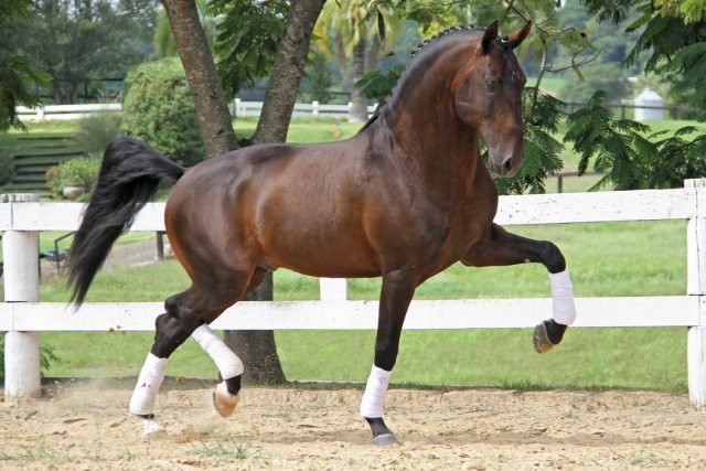 39ª Expo Internacional do Cavalo Lusitano 1 39ª Expo Internacional do Cavalo Lusitano 1