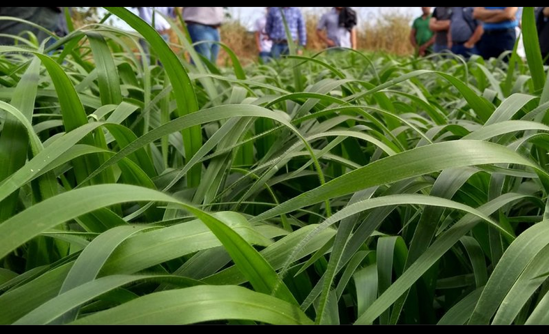 Brachiaria híbrida alcança alta qualidade da forragem