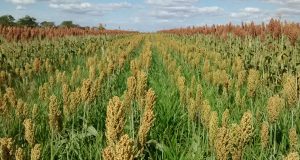 o cultivo consorciado do sorgo com braquiária ruziziensis foi capaz de reduzir em mais de 86% o banco de sementes no solo - Foto: Robélio Marchão