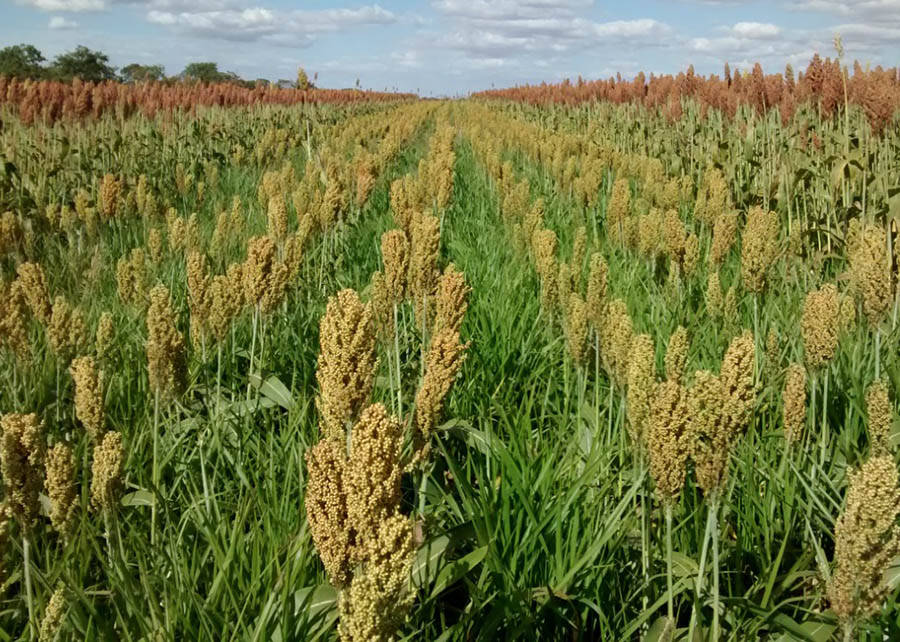 o cultivo consorciado do sorgo com braquiária ruziziensis foi capaz de reduzir em mais de 86% o banco de sementes no solo - Foto: Robélio Marchão