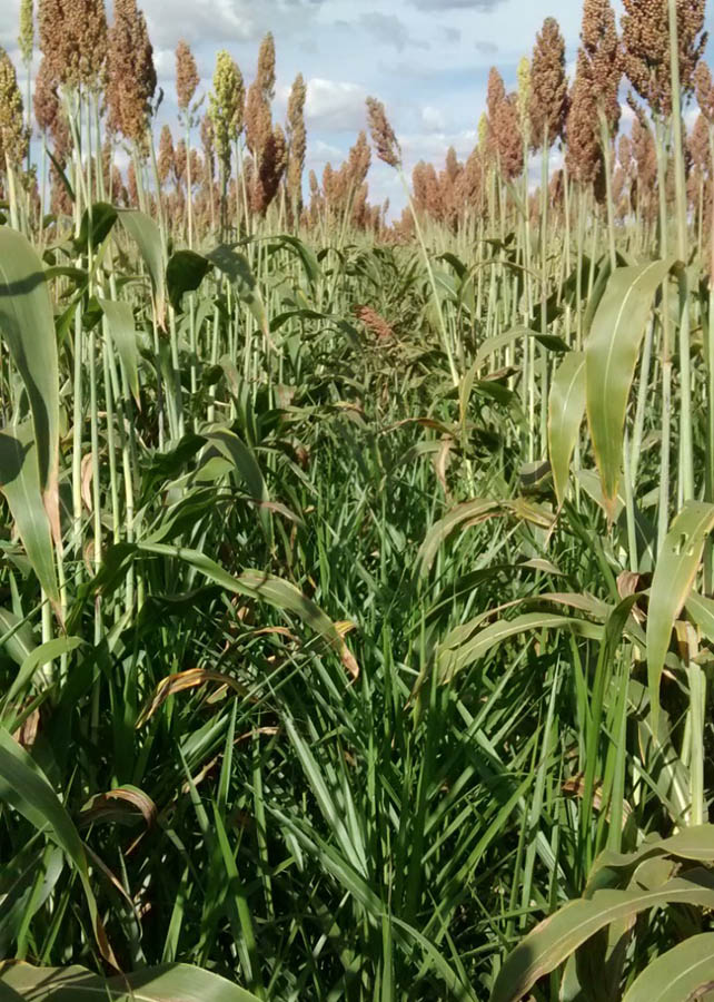 o cultivo consorciado do sorgo com braquiária ruziziensis foi capaz de reduzir em mais de 86% o banco de sementes no solo - Foto: Robélio Marchão