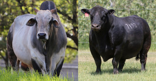 Estação de monta viabiliza o manejo homogêneo do gado de corte no Brasil e a eficiência reprodutiva através da IATF