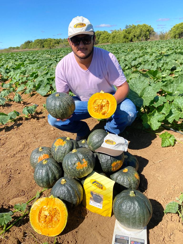 Abóbora híbrida é destaque com frutos graúdos e pesados